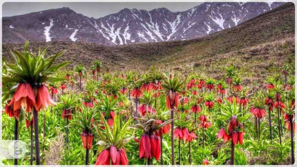 گلستان کوه در خوانسار در استان اصفهان